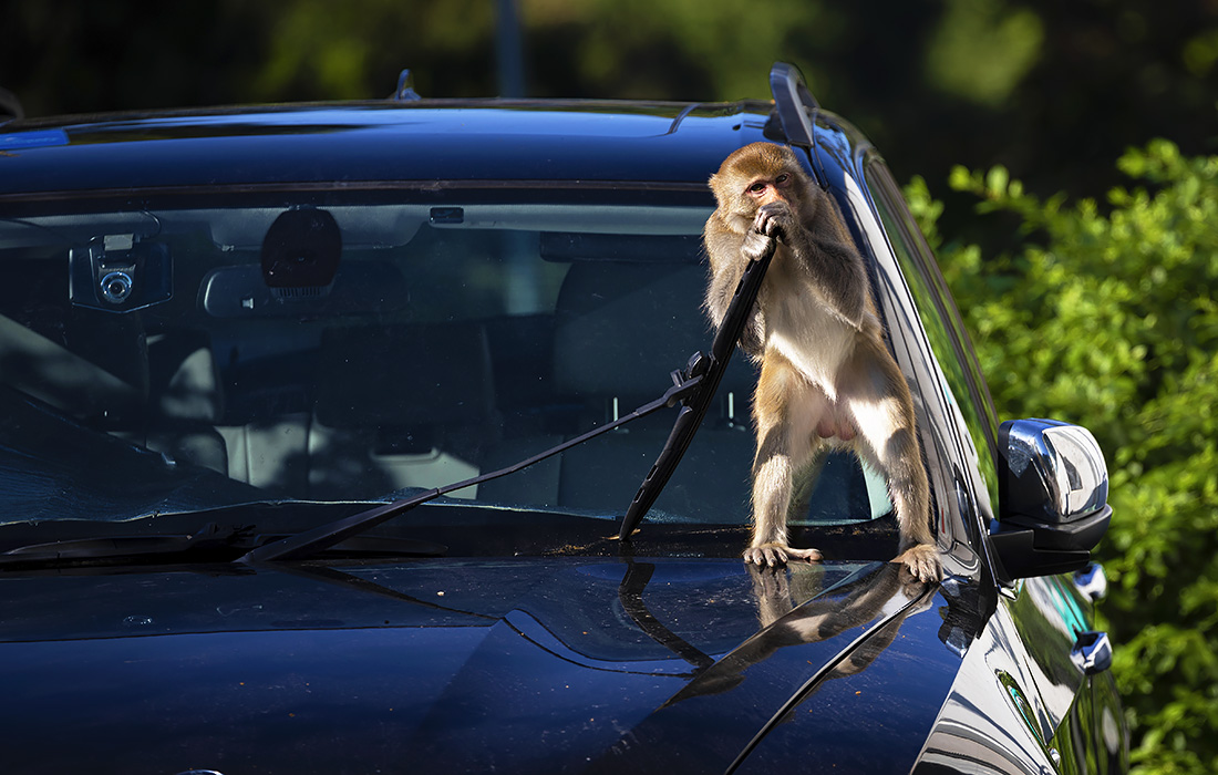 Макака кусает щетку стеклоочистителя на автостоянке в Гонконге