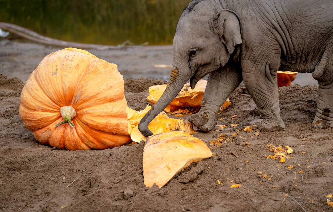 Слонов в Копенгагенском зоопарке угостили гигантскими тыквами