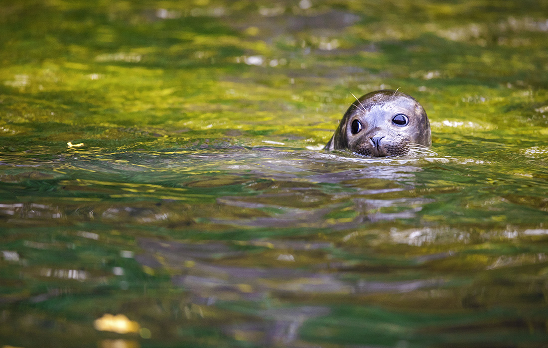 Детеныш тюленя в зоопарке немецкого Ростока