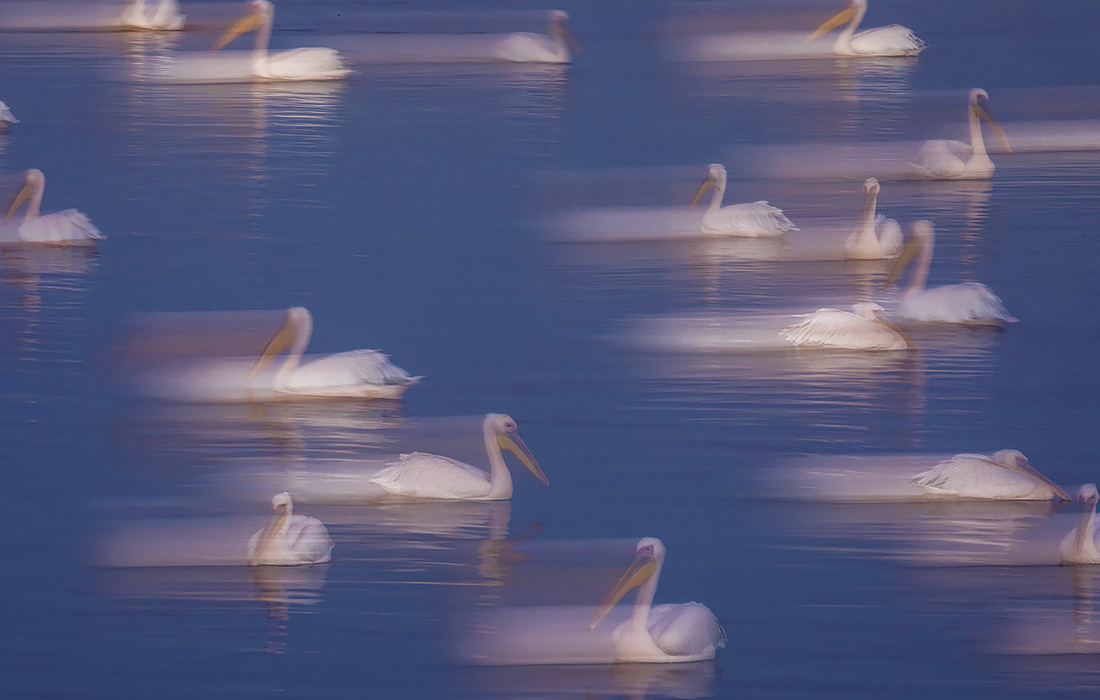 Пеликаны, мигрирующие в Африку, в Израиле