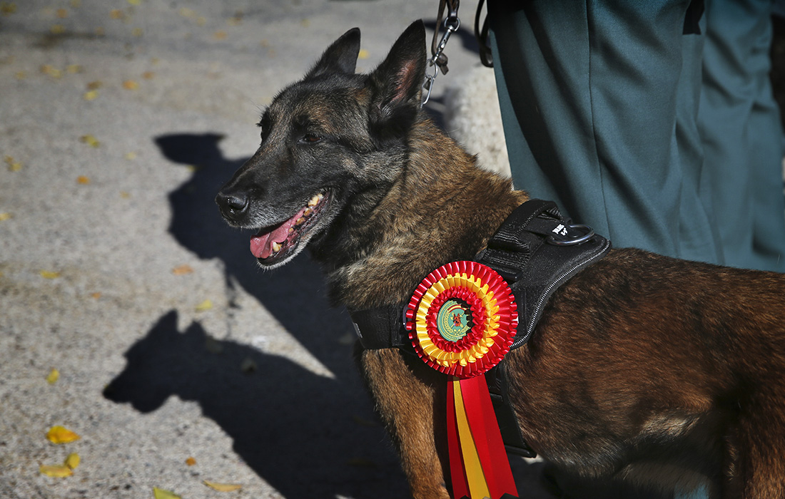 Вручение почетных наград кинологам гражданской гвардии в Мадриде