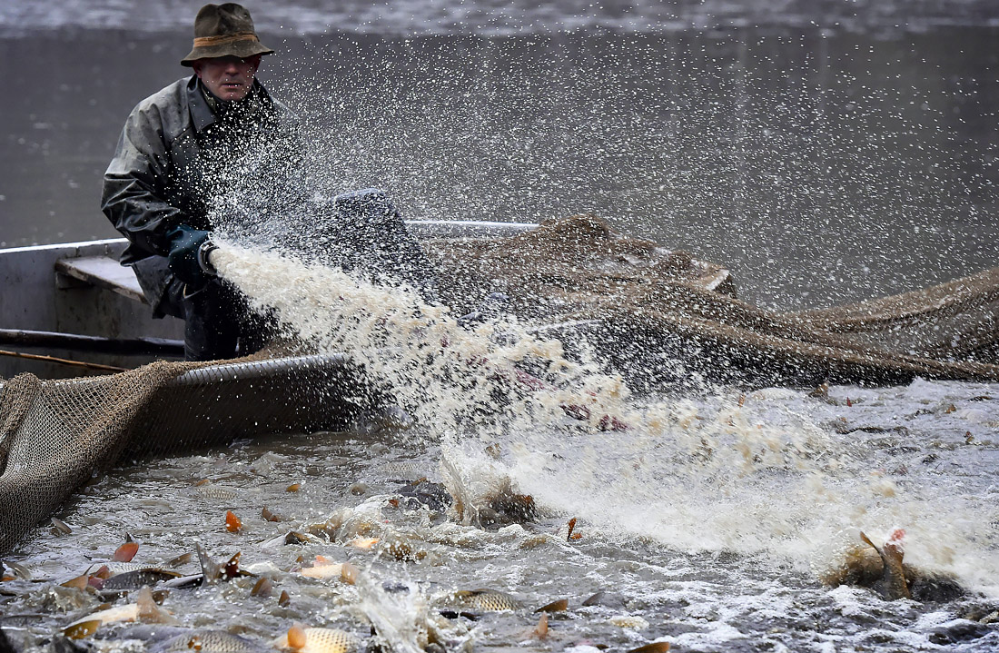 Чешский рыбак во время ловли на пруду Велке Даржко
