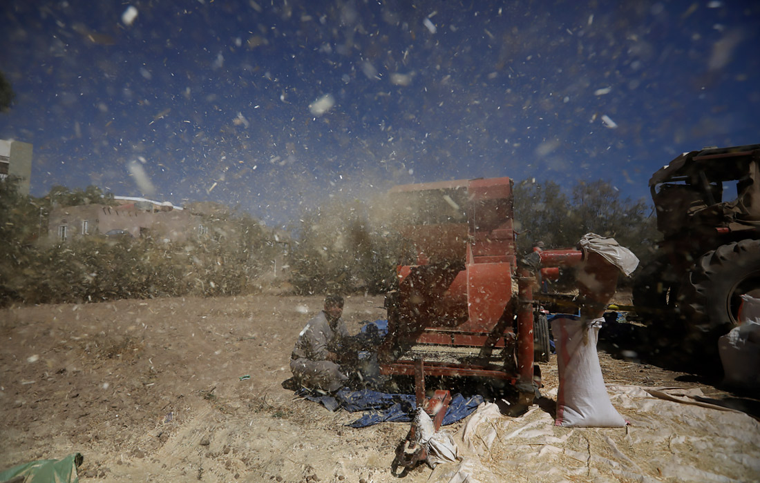 Сбор урожая пшеницы в Йемене