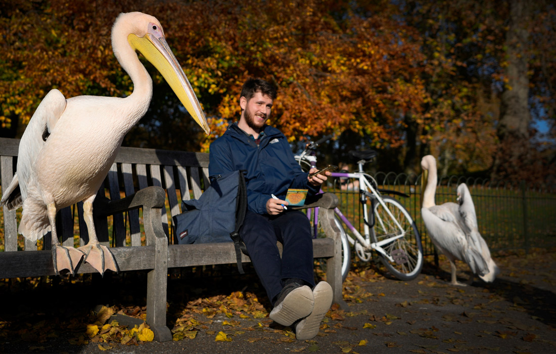 Пеликан делит скамейку с велосипедистом в Сент-Джеймсском парке в Лондоне