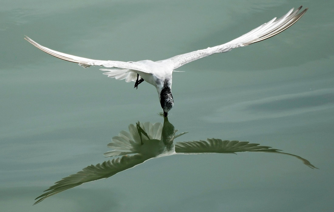 Речная крачка в поисках пищи. Манила, Филиппины.