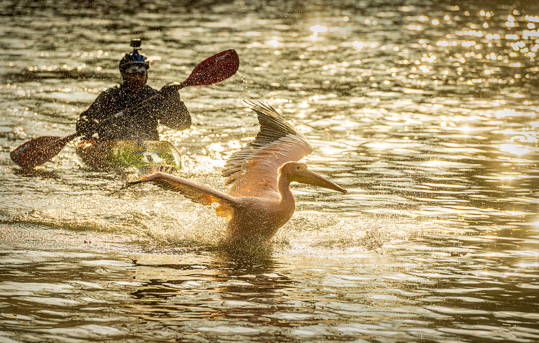 Пеликан в зоопарке чешского Либереца