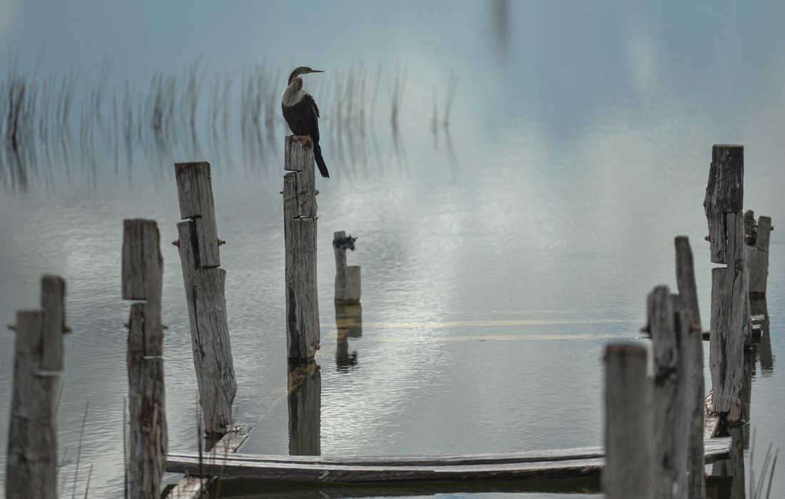 Американская змеешейка в Коба, Мексика