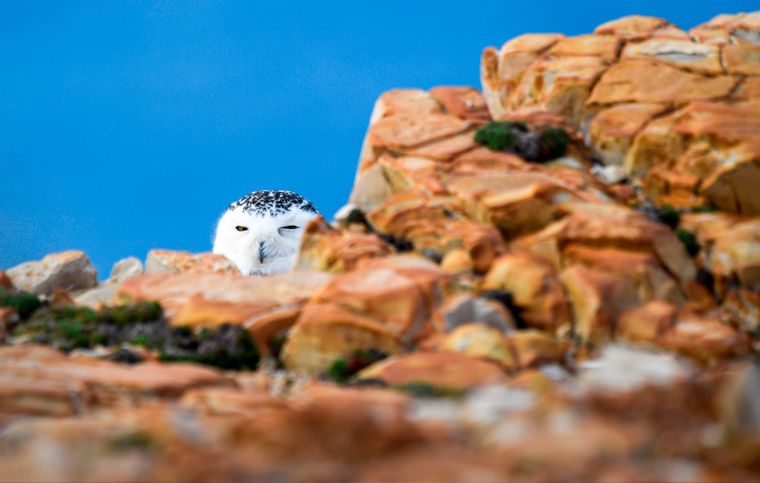 Белая сова в Кабо-де-Пеньясе, Испания