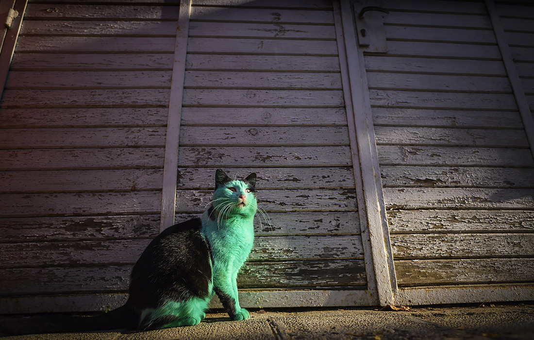 Кошка на улицах болгарского города Варна. Она стала изумрудно-зеленой, потому что спит рядом с краской в ​​строящемся здании.