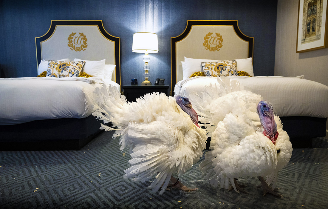 Президент США Джо Байден по традиции помилует двух индюшек в честь Дня благодарения