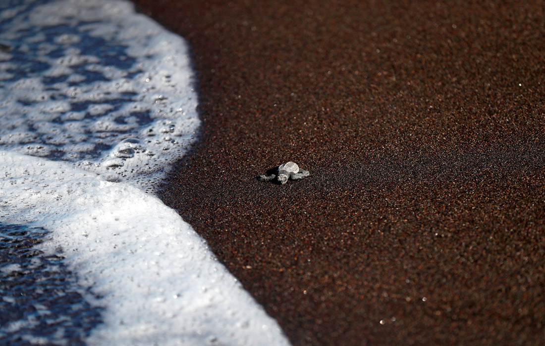 В Гватемале на пляже Монтеррико выпустили в океан детенышей оливковых черепах