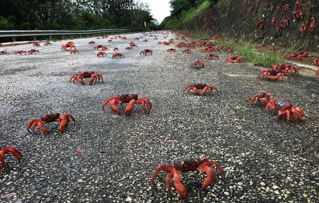 Миллионы красных крабов отправляются в океан по своему ежегодному маршруту на австралийском острове Рождества