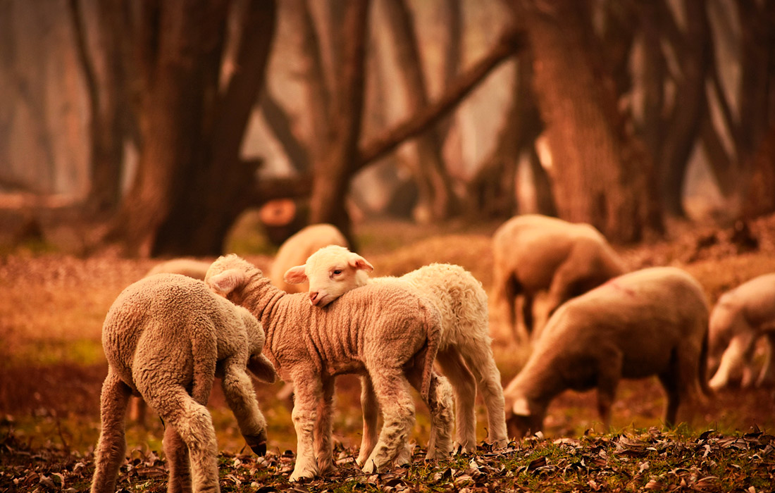 Овцы пасутся туманным утром в центральном Кашмире