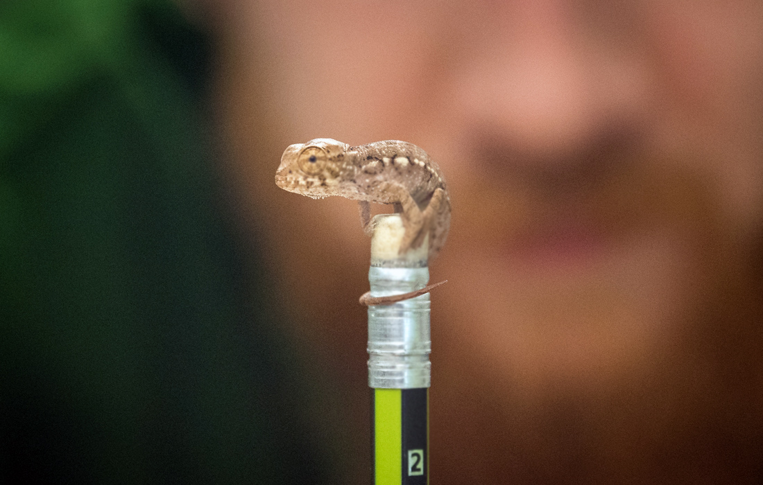 Детеныш хамелеона вылупился в Уипснейдском зоопарке, Великобритания