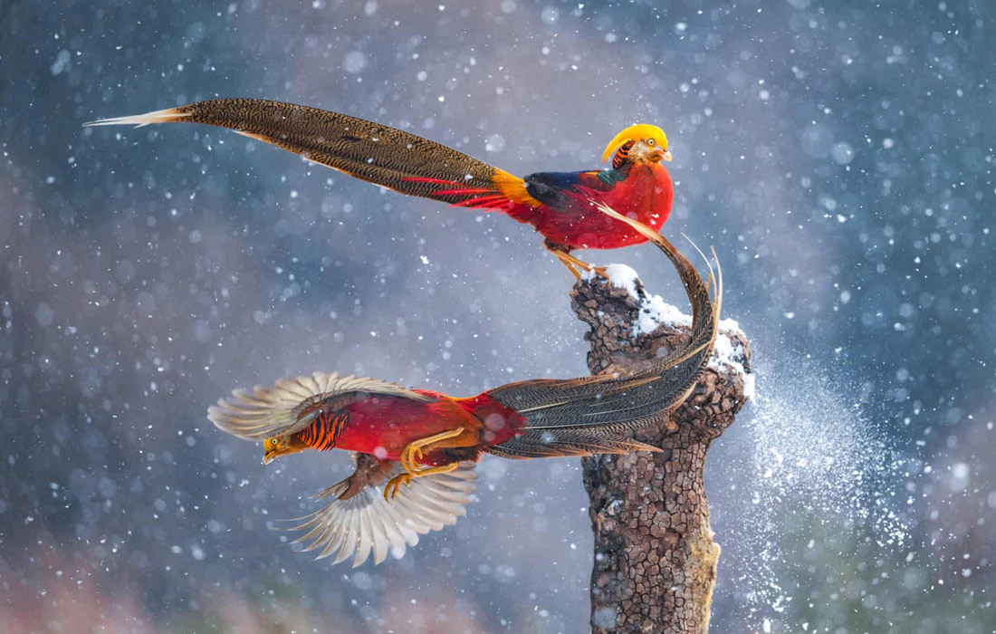 Вампирлер туралы порно фильмдер