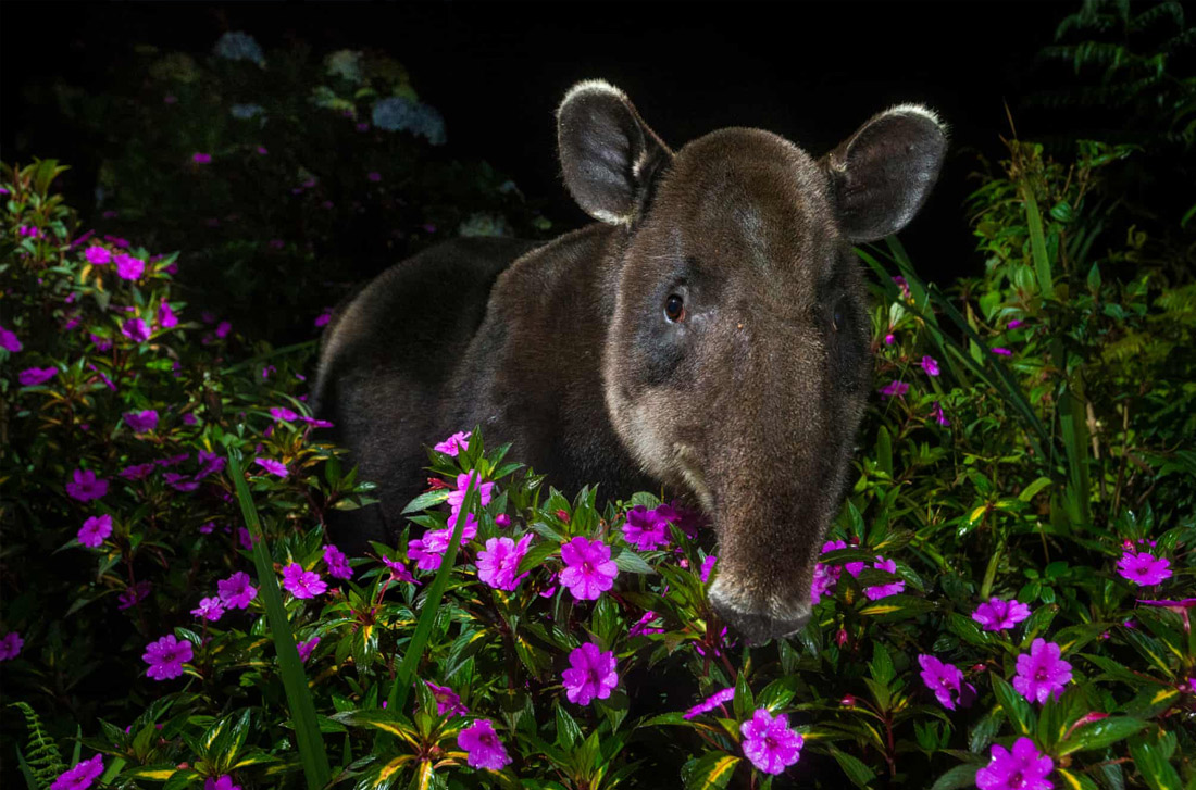 "Ку-ку". Михаэль Ван Ноппен, Нидерланды.