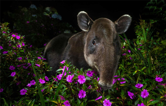 Лучшие фотографии дикой природы 2021 года. Выбор народа