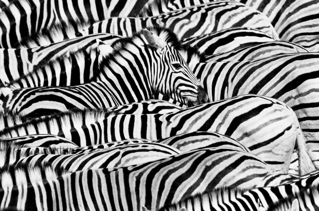 "Жизнь в черно-белом". Лукас Бустаманте, Эквадор.