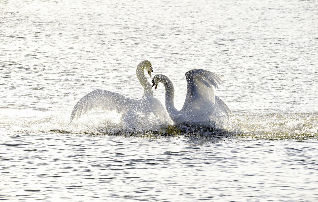 Лебеди на озере в китайском городе Чжэнчжоу