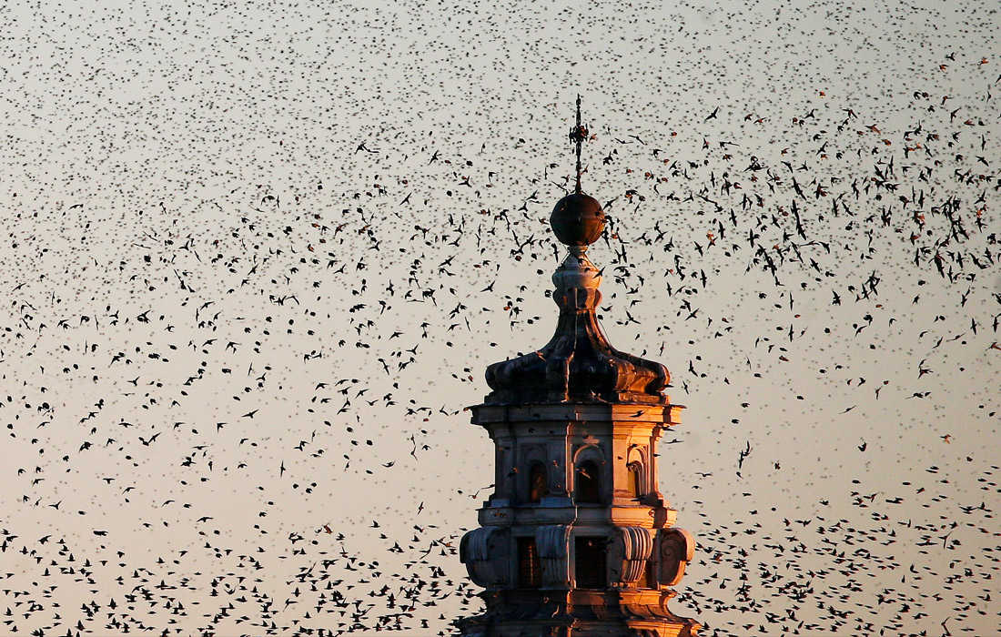 Мурмурация скворцов в Риме