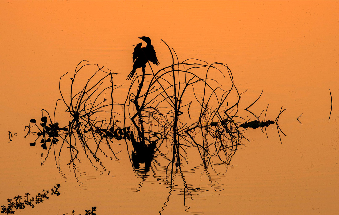 Заповедник дикой природы Побитора в штате Ассам, Индия