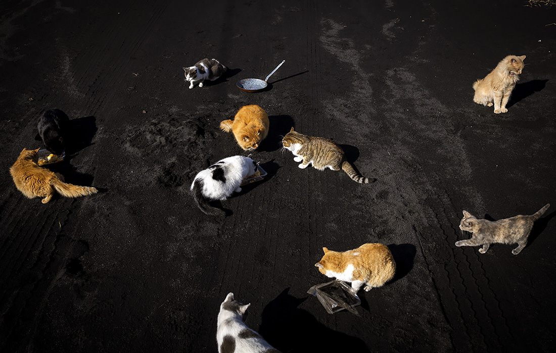 Покрытый пеплом испанский остров Пальма