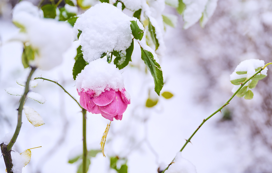 Снегопад в Берлине