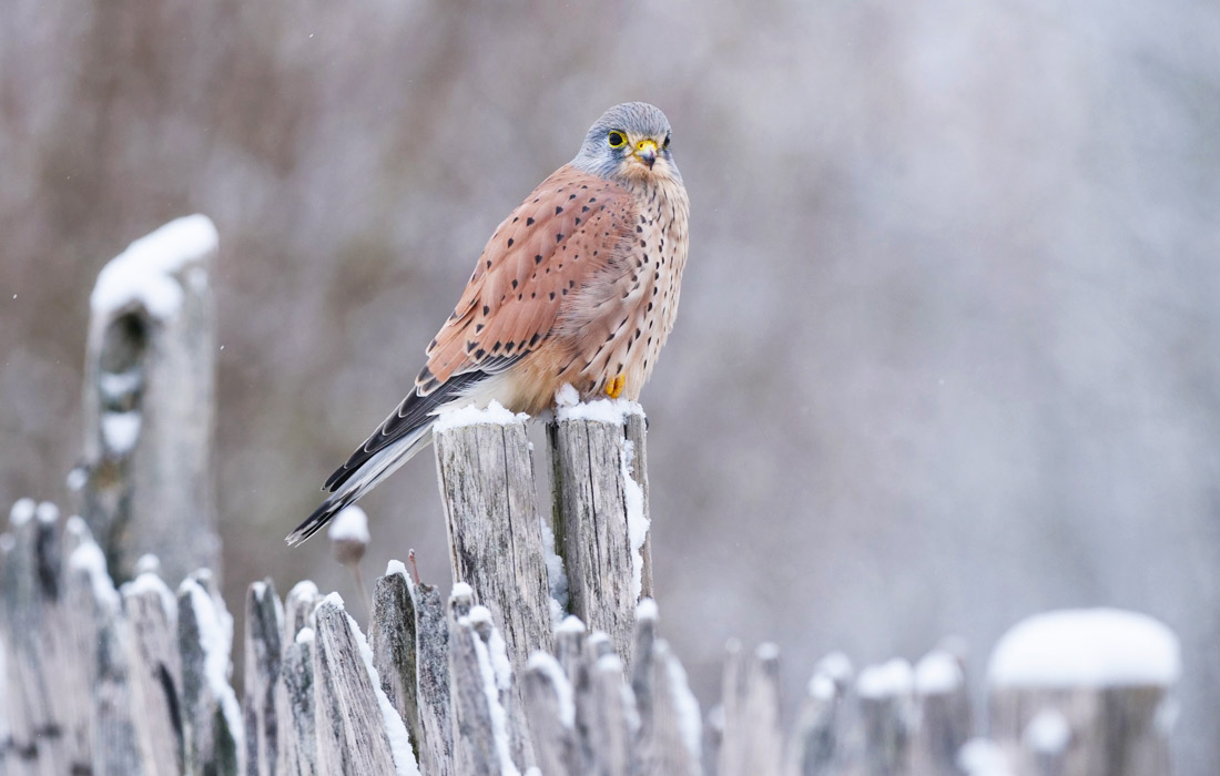 Пустельга охотится на мышей в Берлине