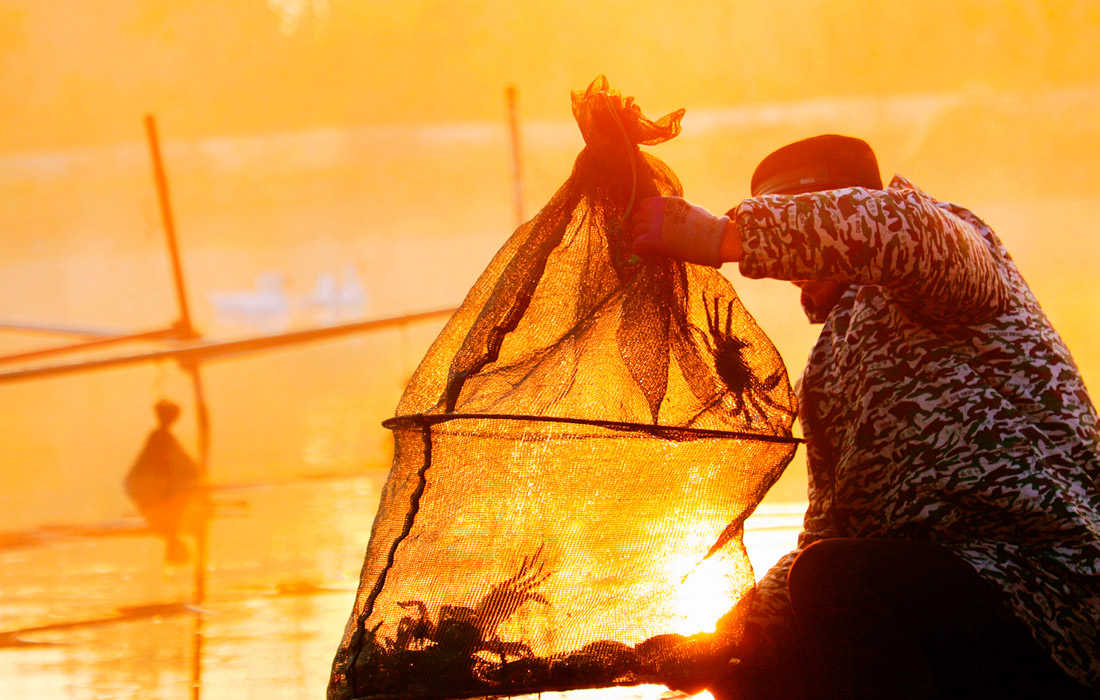 Фермер ловит крабов в пруду. Провинция Цзянсу, Китай.
