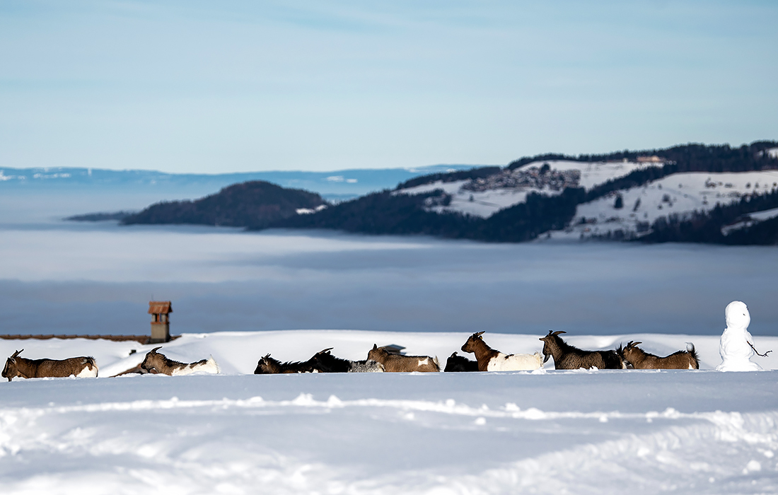 Козы гуляют в швейцарском Эшириде