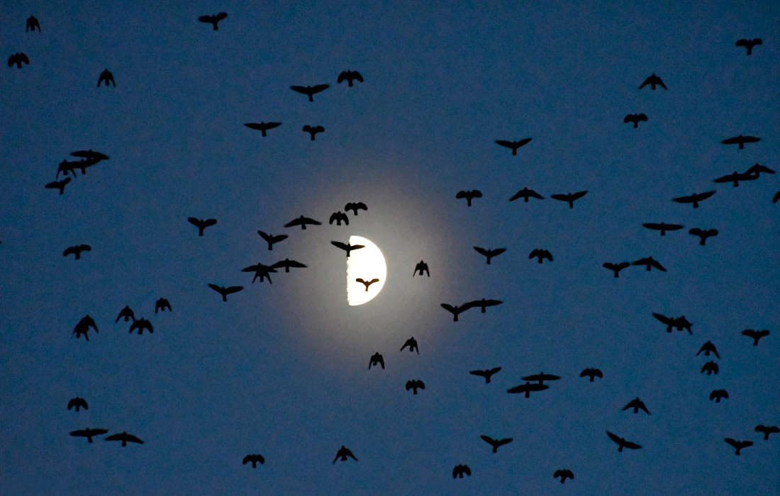 Стая птиц в Карсе, Турция