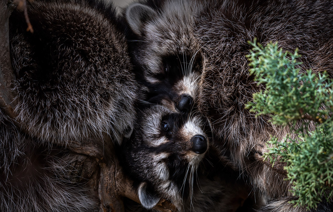 Еноты в вольере Мадридского зоопарка