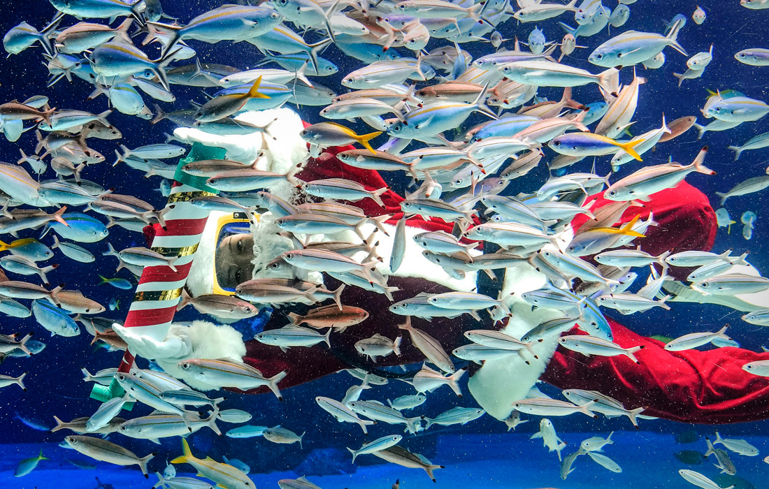 Дайвер кормит обитетелей аквариума Sunshine, Токио