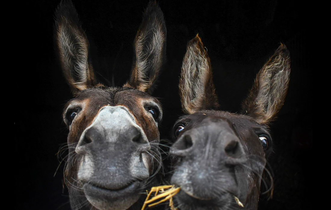 Победитель британского конкурса фотографий RSPCA Young Photographer Awards. "Восхитительные ослы", Меган Браун.
