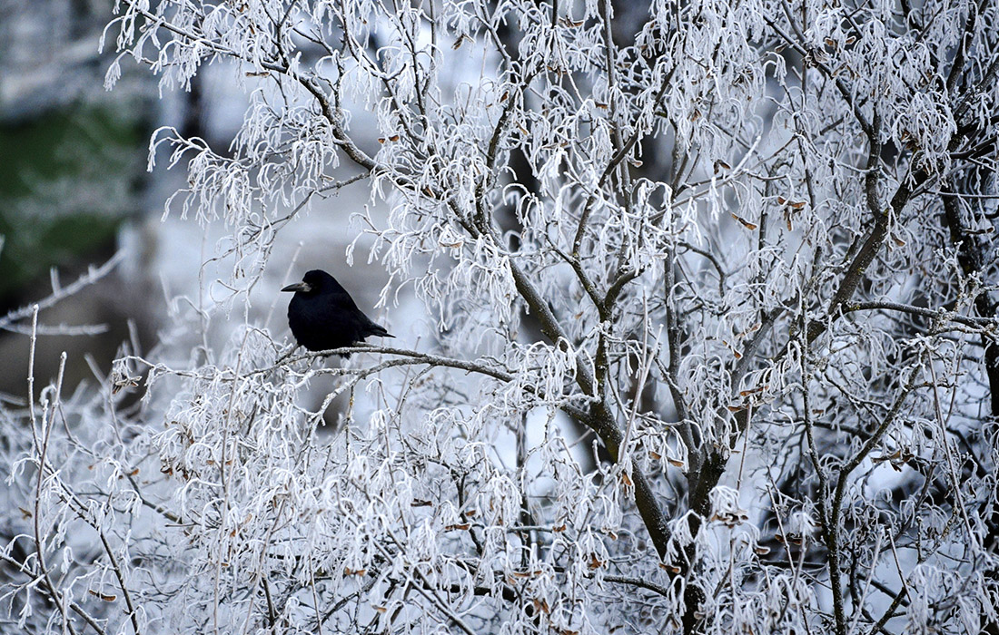 Морозный день в польском городе Пшемысль