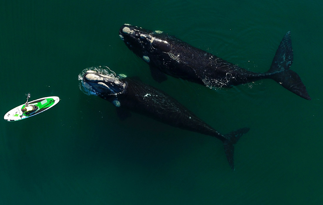 Киты в Пуэрто-Мадрине, Аргентина