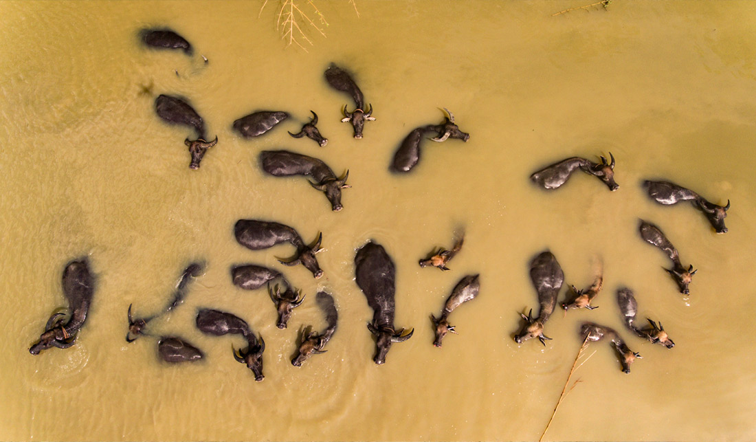 Водяные буйволы охлаждаются в реке города Цзяцзи, Китай