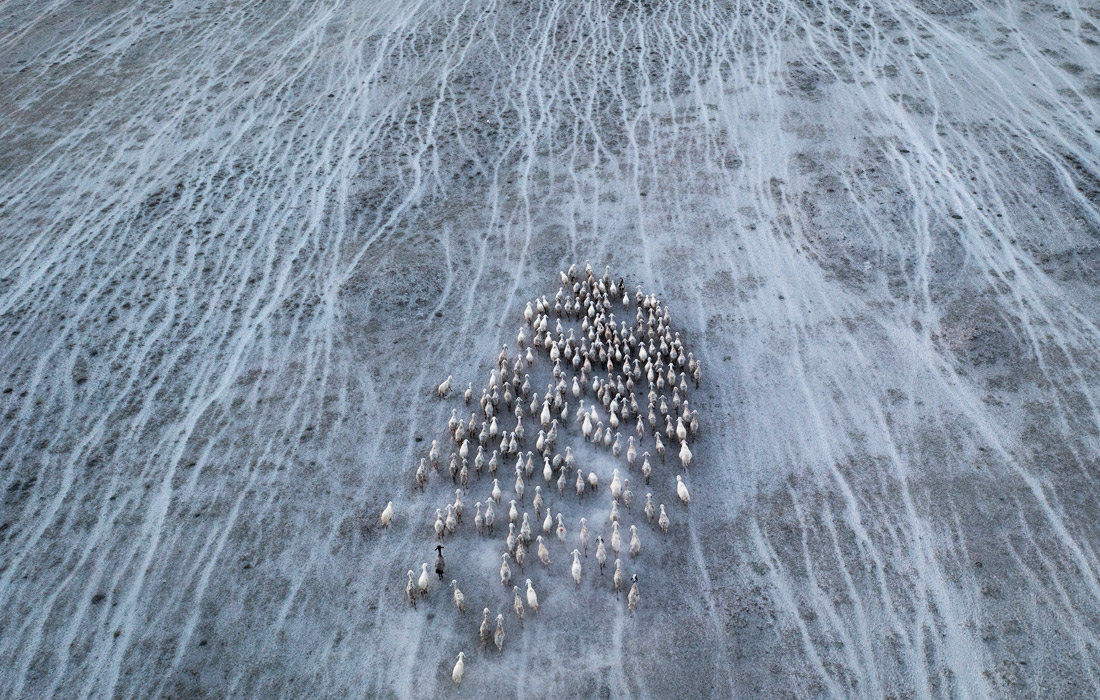 Стадо овец в Карапинаре, Турция