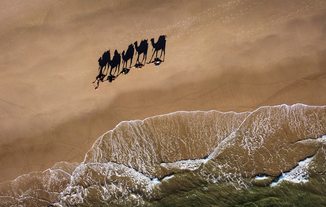 Верблюды на пляже Байрон-Бей, Австралия