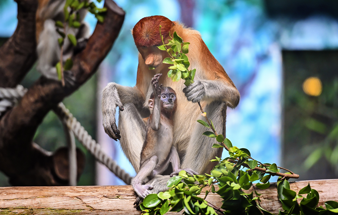 Длинноносые обезьяны в Гуанчжоу