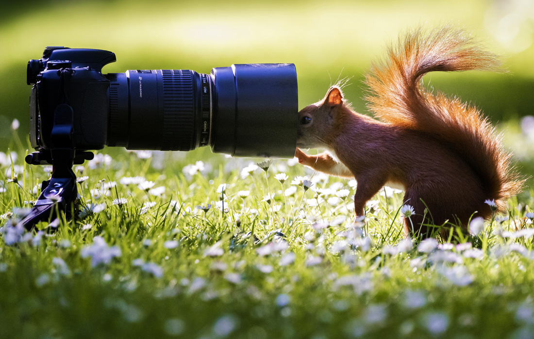 Любопытная белка в немецком городе Киль