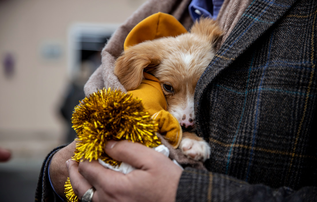 Жители Стамбула организовали новогоднюю вечеринку для бездомных животных