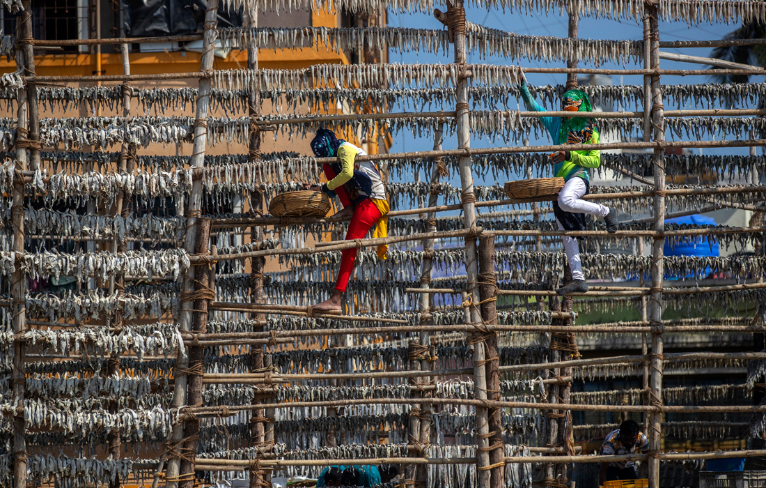 Сушка рыбы на бамбуке в пригороде Мумбаи