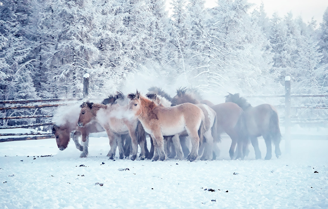 Морозы в Якутии