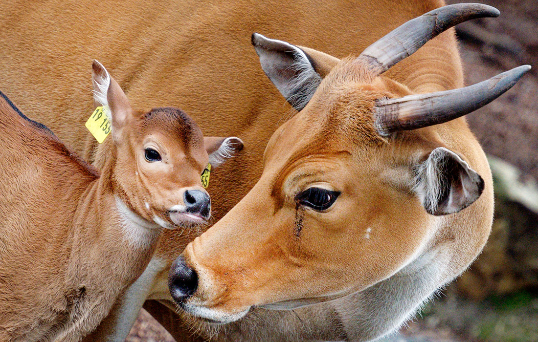 Бантенги в зоопарке Кельна