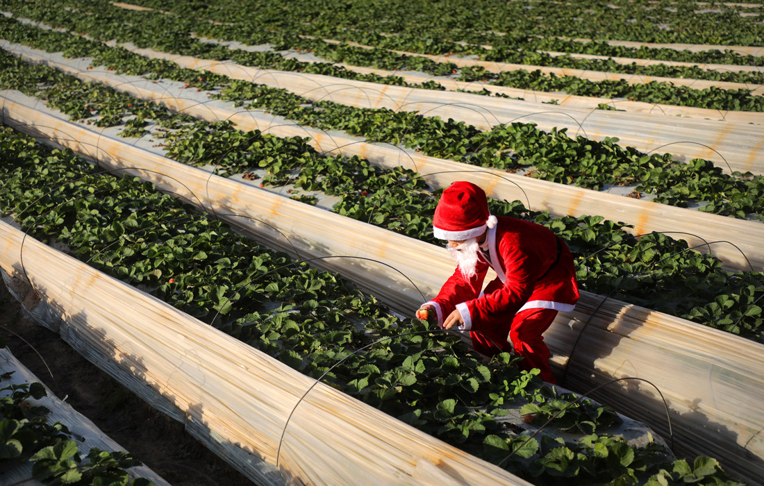 Клубничные плантации в секторе Газа