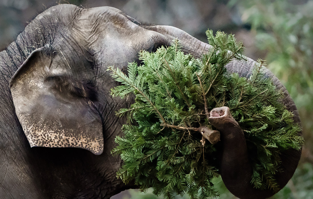 Слон с рождественской елкой в вольере Берлинского зоологического сада
