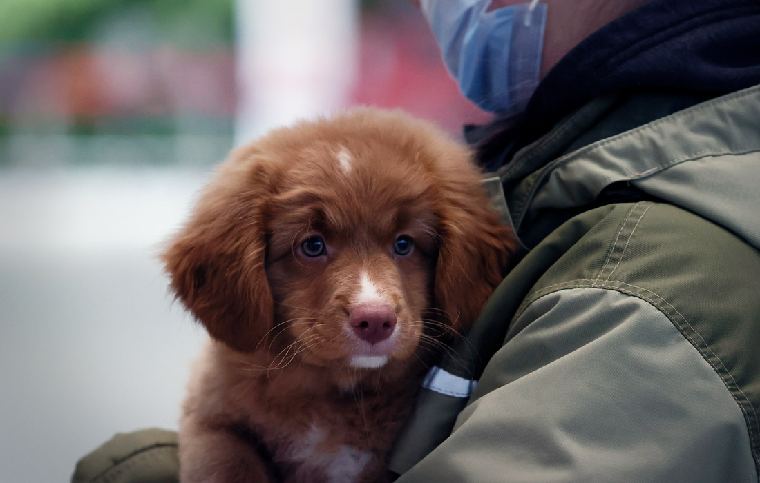 Двухмесячный щенок Руби поступил в службу безопасности аэропорта "Симферополь"