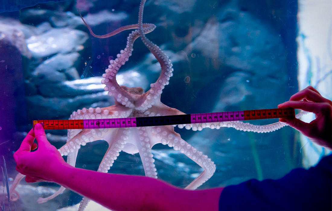 Ежегодная инвентаризация обитателей лондонского океанариума Sea Life