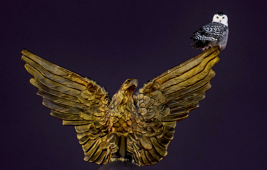 Белая полярная сова в Вашингтоне